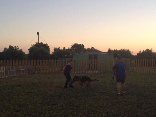 oscar dog trainer