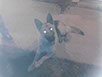 oscar dog trainer