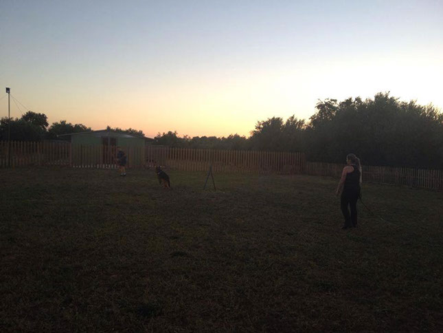 oscar dog trainer