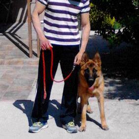 oscar dog trainer