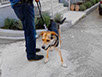 oscar dog trainer