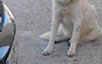 oscar dog trainer