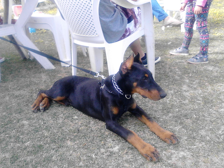 oscar dog trainer