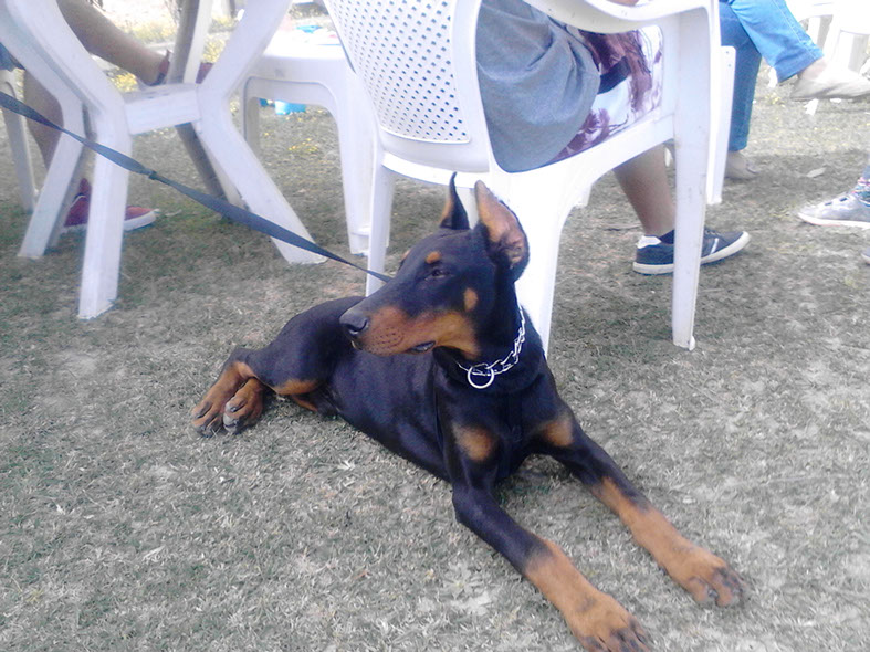 oscar dog trainer