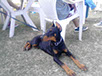oscar dog trainer
