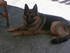 oscar dog trainer