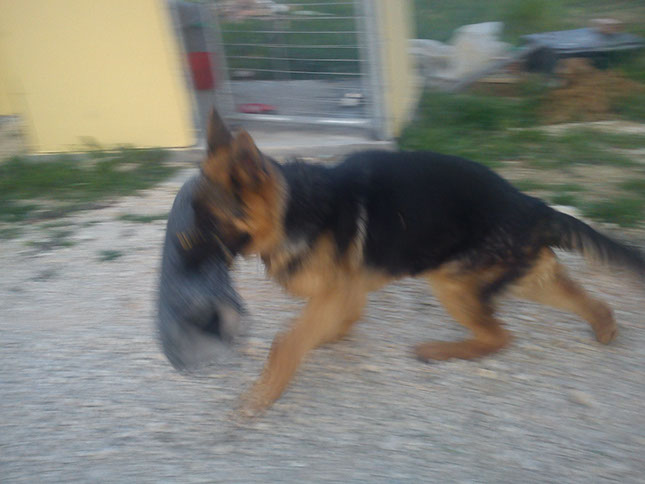 oscar dog trainer