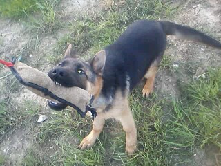oscar dog trainer