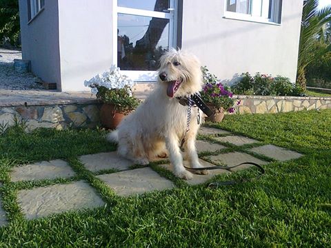 oscar dog trainer