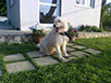 oscar dog trainer