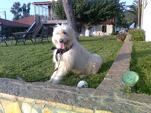 oscar dog trainer