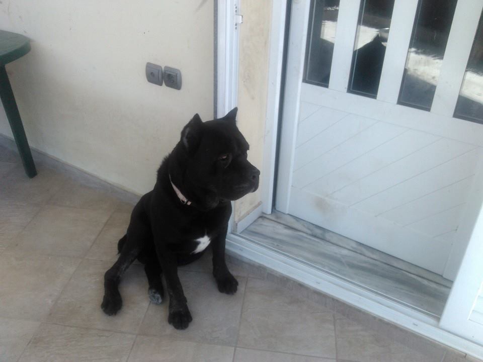 oscar dog trainer