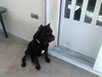 oscar dog trainer