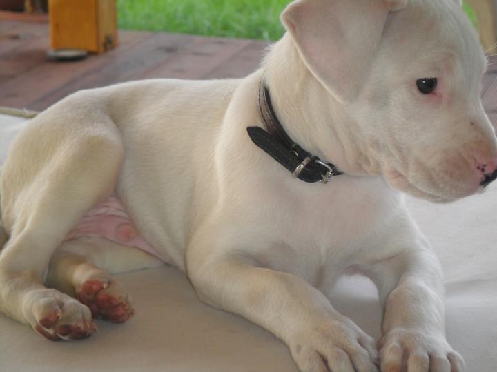 oscar dog trainer