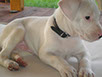 oscar dog trainer