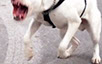 oscar dog trainer