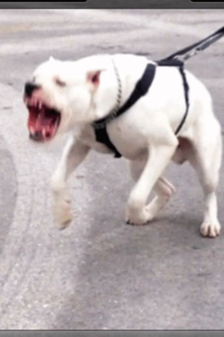 oscar dog trainer