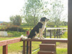 oscar dog trainer