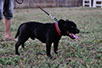oscar dog trainer