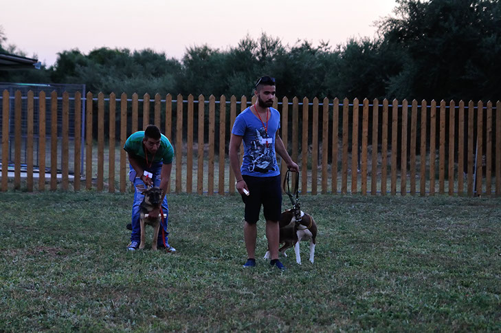 oscar dog trainer