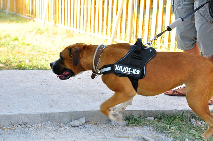oscar dog trainer