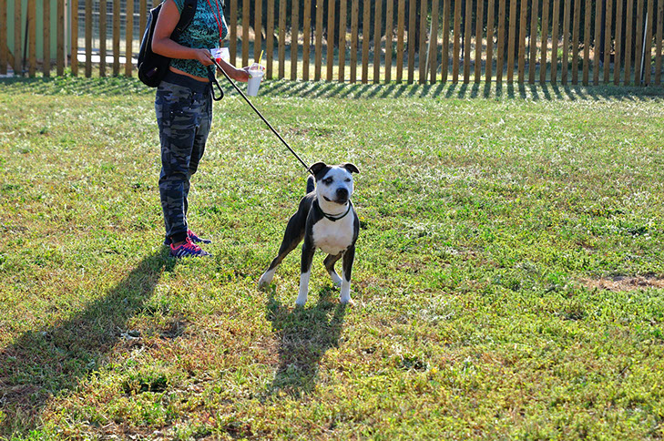 oscar dog trainer