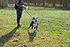 oscar dog trainer