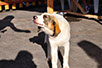 oscar dog trainer