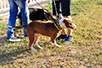 oscar dog trainer