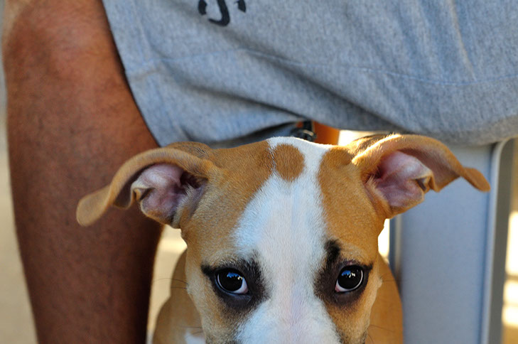 oscar dog trainer