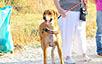 oscar dog trainer