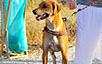 oscar dog trainer