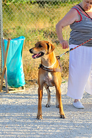 oscar dog trainer