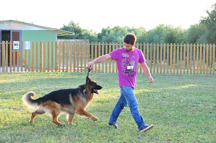 oscar dog trainer