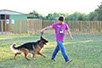 oscar dog trainer