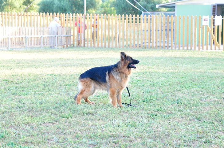 oscar dog trainer
