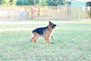 oscar dog trainer
