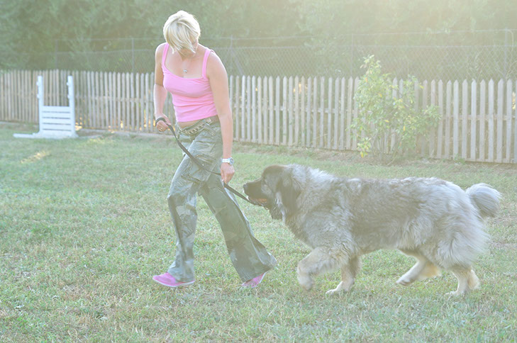 oscar dog trainer