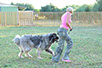 oscar dog trainer