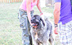 oscar dog trainer