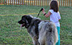 oscar dog trainer
