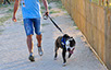 oscar dog trainer