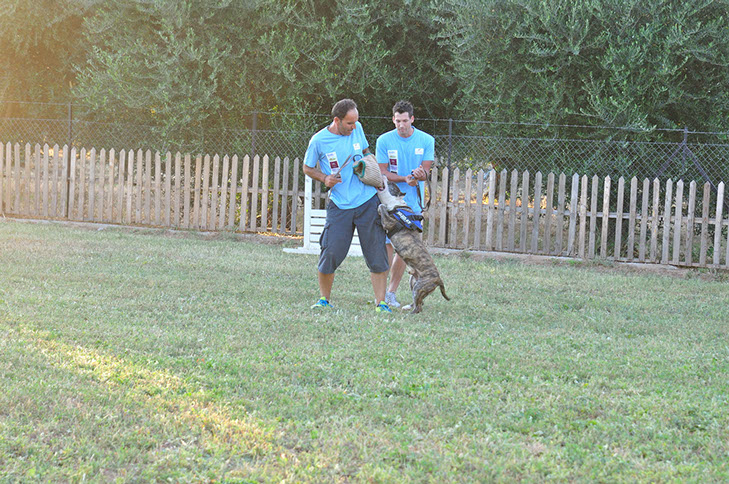 oscar dog trainer