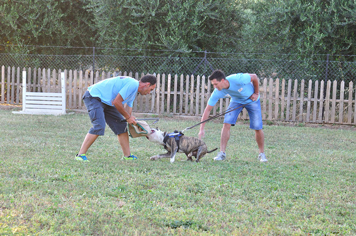 oscar dog trainer