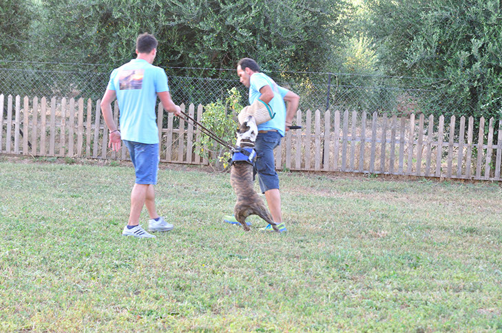 oscar dog trainer