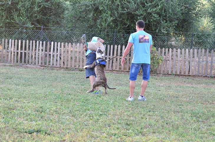 oscar dog trainer