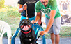 oscar dog trainer