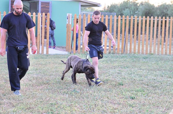 oscar dog trainer