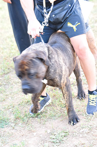 oscar dog trainer