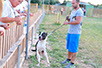 oscar dog trainer